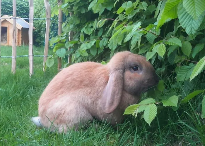 Uebernachtung Im Bauwagen Apartamento Stedesdorf